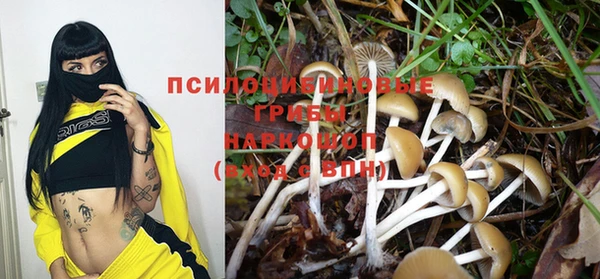 PSILOCYBIN Приозерск